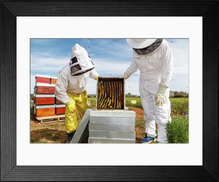 Framed Print : Professional male and female beekeepers inspecting honeycomb with bees while working in apiary in summer day Framed Print : Professional male and female beekeepers inspecting honeycomb with bees while working in apiary in summer day