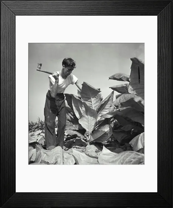 Framed Print : Vintage Photograph. A man cutting broadleaf tabacco by hand Framed Print : Vintage Photograph. A man cutting broadleaf tabacco by hand