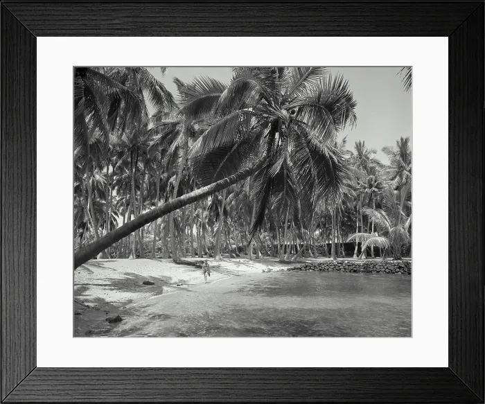 Framed Print : Vintage photograph. Palm tree leaning over the beach at City of Refuge, Kona District Framed Print : Vintage photograph. Palm tree leaning over the beach at City of Refuge, Kona District