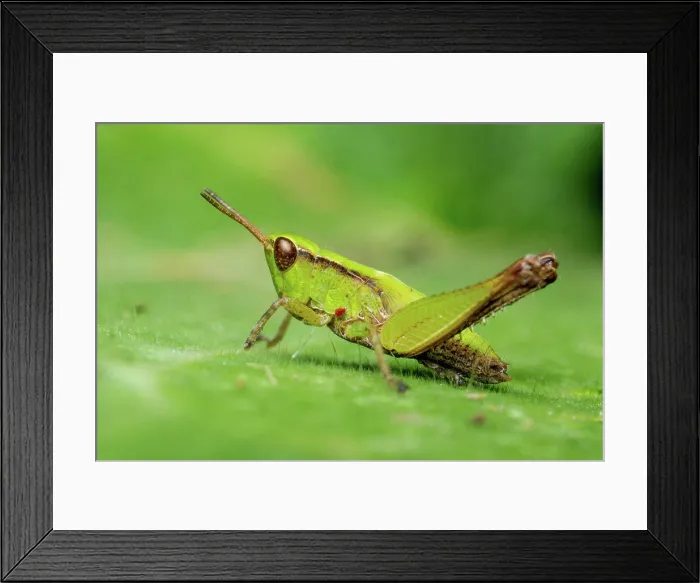 Framed Print : Slant-faced pasture grasshopper (Orphulella), Icononzo, Tolima, Colombia Framed Print : Slant-faced pasture grasshopper (Orphulella), Icononzo, Tolima, Colombia
