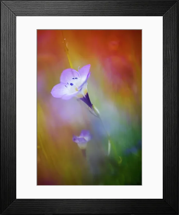 Framed Print : USA, California, Abstract of gilia amidst other wildflowers Framed Print : USA, California, Abstract of gilia amidst other wildflowers