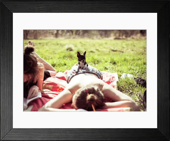 Framed Print : Small tiny chihuahua sitting on sun baking female at a picnic Framed Print : Small tiny chihuahua sitting on sun baking female at a picnic