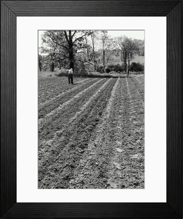 Framed Print : Vintage Photograph. Farmer weeding sweet corn Framed Print : Vintage Photograph. Farmer weeding sweet corn