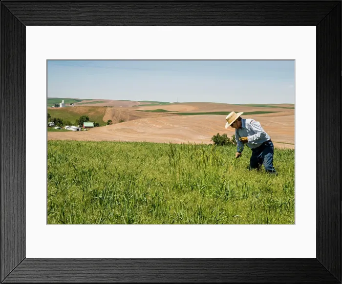 Framed Print : USA, Washington State, Palouse