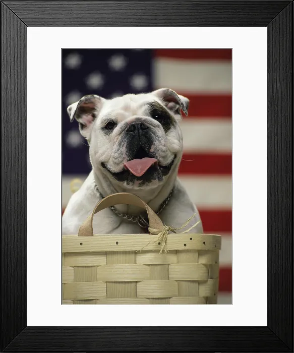 Framed Print : Close-up of an English Bulldog in a basket in front of an American flag