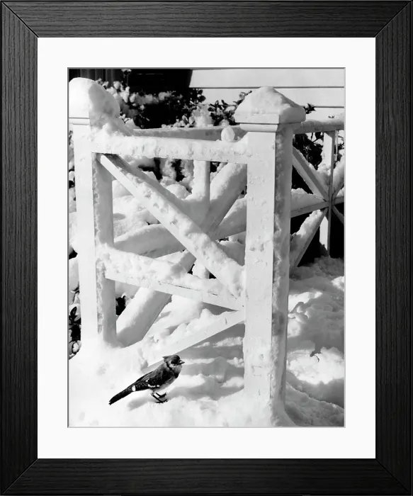 Framed Print : Blue jay near snow covered railing (Cyanocitta cristata) Framed Print : Blue jay near snow covered railing (Cyanocitta cristata)