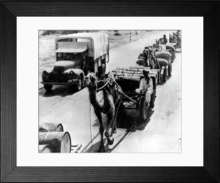 Framed Print : A modern truck passes a camel both ***** with materials for U.S. troops in India. January 17, 1943 Framed Print : A modern truck passes a camel both ***** with materials for U.S. troops in India. January 17, 1943