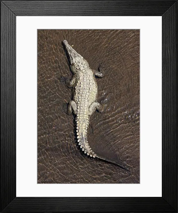 Framed Print : American crocodile (Crocodylus acutus) rests in water Framed Print : American crocodile (Crocodylus acutus) rests in water