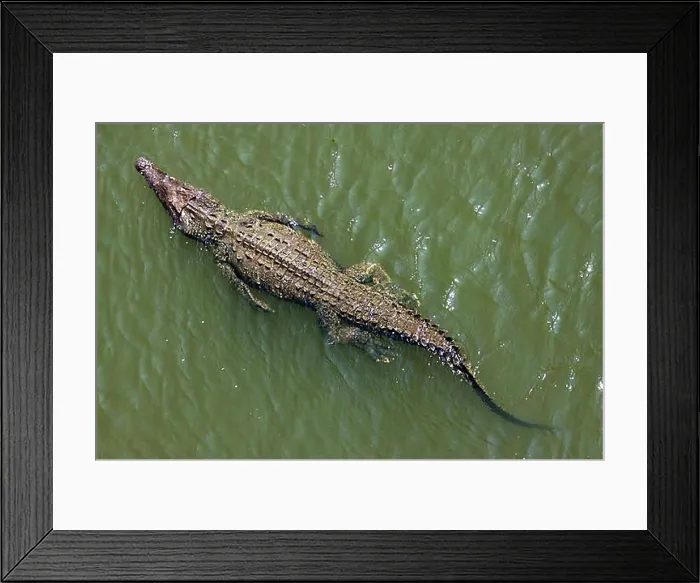 Framed Print : American crocodile (Crocodylus acutus) swims in water Framed Print : American crocodile (Crocodylus acutus) swims in water