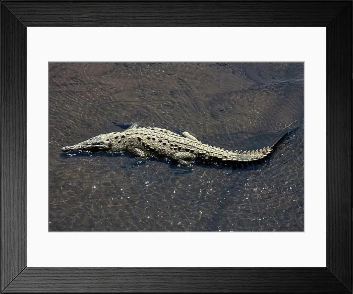 Framed Print : American crocodile (Crocodylus acutus) rests in water