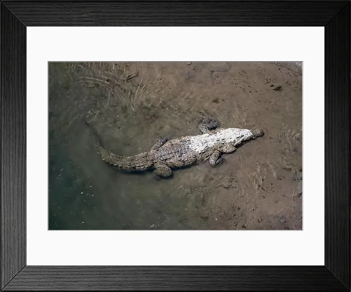 Framed Print : American crocodile (Crocodylus acutus) swimming in the water Framed Print : American crocodile (Crocodylus acutus) swimming in the water