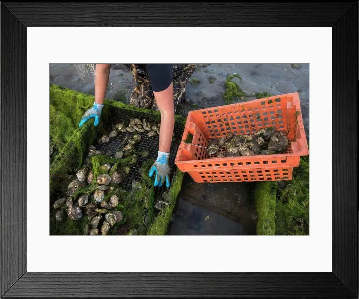 Framed Print : woman's gloved hands removing oysters from oyster cage