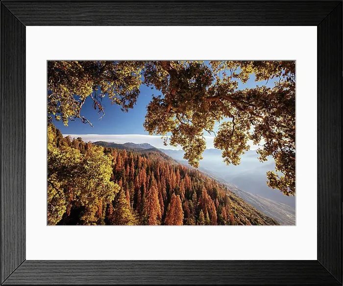 Framed Print : Autumn sunrise over redwood trees at Moro Rock in Sequoia National Park, California, USA, North America