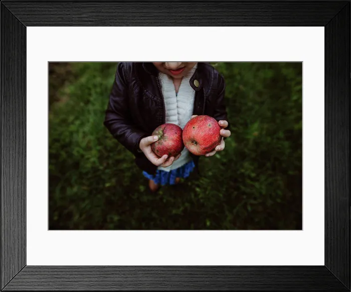 Framed Print : Girl holding apples at organic apple farm in fall Framed Print : Girl holding apples at organic apple farm in fall