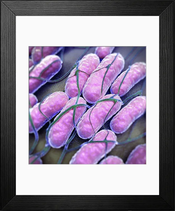 Framed Print : Salmonella Bacteria Framed Print : Salmonella Bacteria