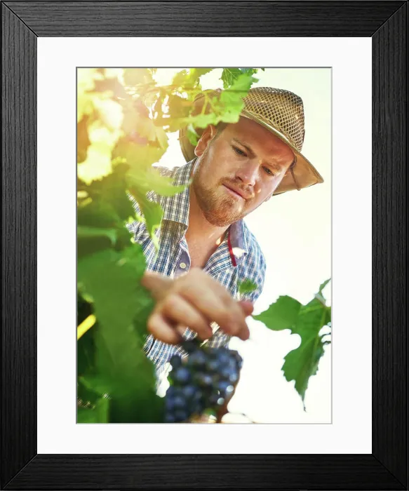 Framed Print : Man, farming and agriculture with harvesting grapes in season for wine making