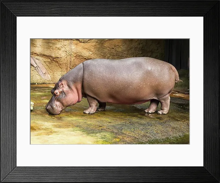 Framed Print : Hippopotamus (Hippopotamus amphibius), captive
