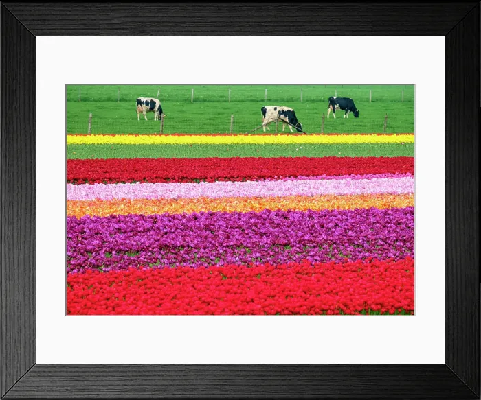 Framed Print : Cows near colorful tulip fields near village of Ursem, Netherlands