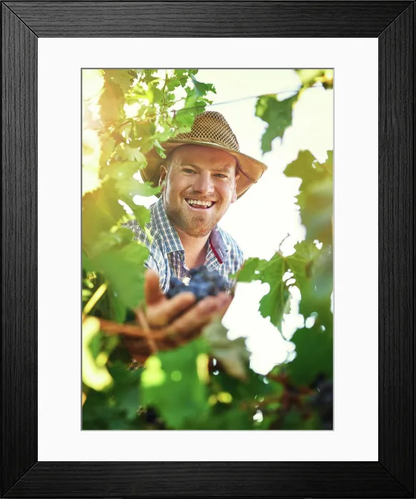Framed Print : Man, farm and portrait with harvesting grapes in vineyard for wine making Framed Print : Man, farm and portrait with harvesting grapes in vineyard for wine making