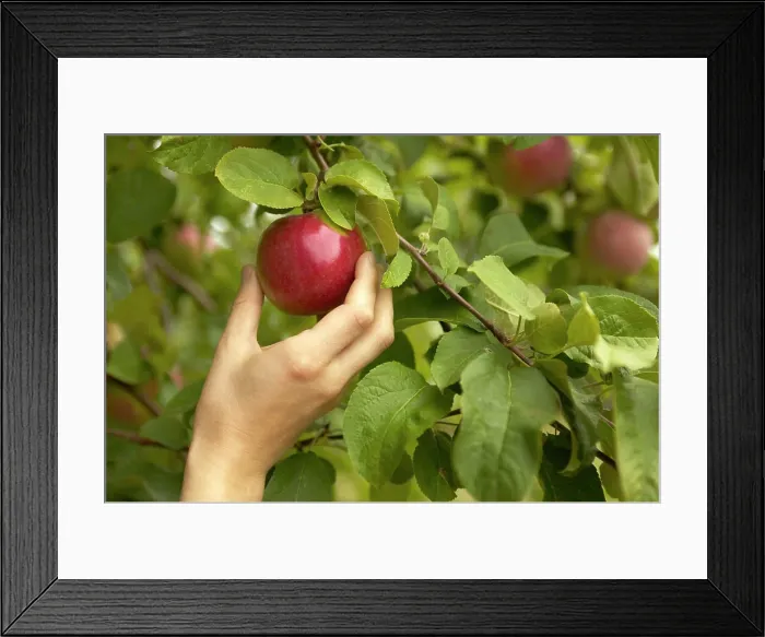 Framed Print : apple picking rougemont abbaye cistercienne, Rougemont, Quebec, Canada