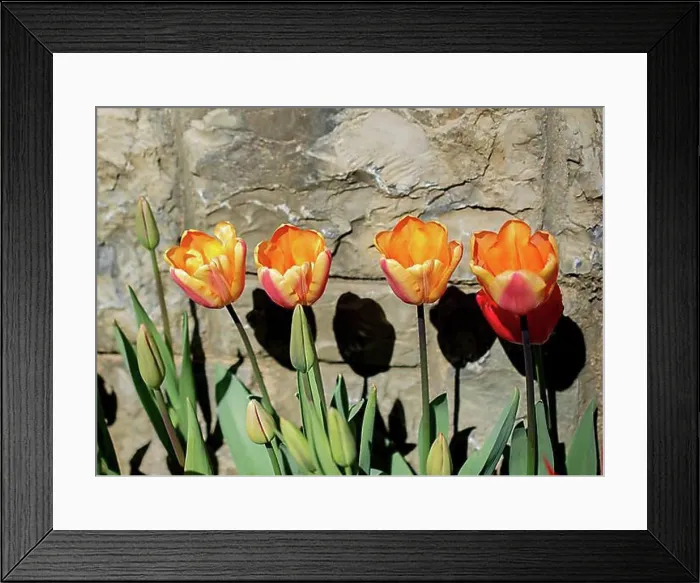 Framed Print : Tulip Flowers Blooming in Spring Season Framed Print : Tulip Flowers Blooming in Spring Season