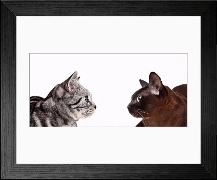 Framed Print : Cats looking at each other, Studio