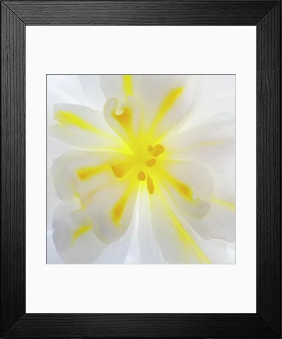 Framed Print : USA, Washington State, Seabeck. Begonia blossom close-up