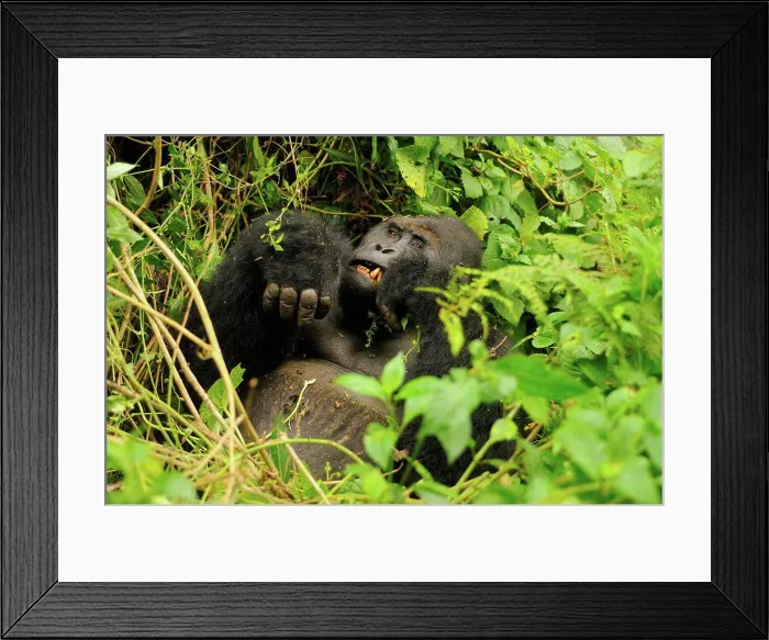 Framed Print : Eastern Lowland Gorilla (Gorilla beringei graueri) Chimanuka adult male silverback Framed Print : Eastern Lowland Gorilla (Gorilla beringei graueri) Chimanuka adult male silverback