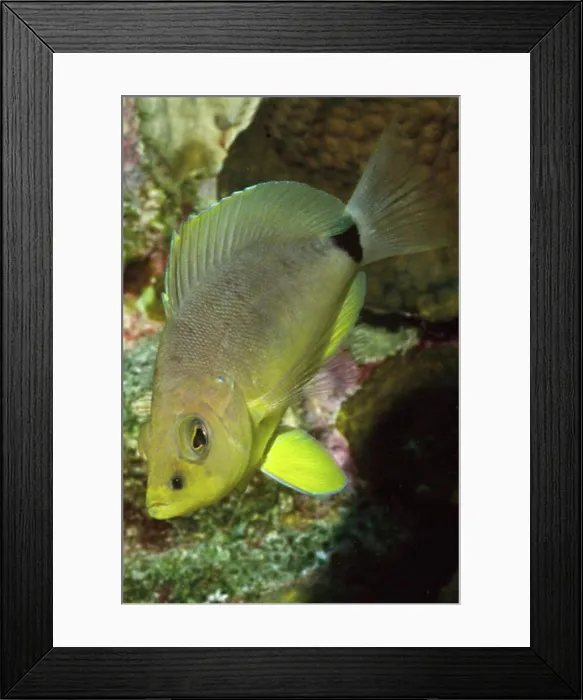 Framed Print : Butter Hamlet Hypoplectrus unicolor Bonaire Netherlands Antilles Framed Print : Butter Hamlet Hypoplectrus unicolor Bonaire Netherlands Antilles
