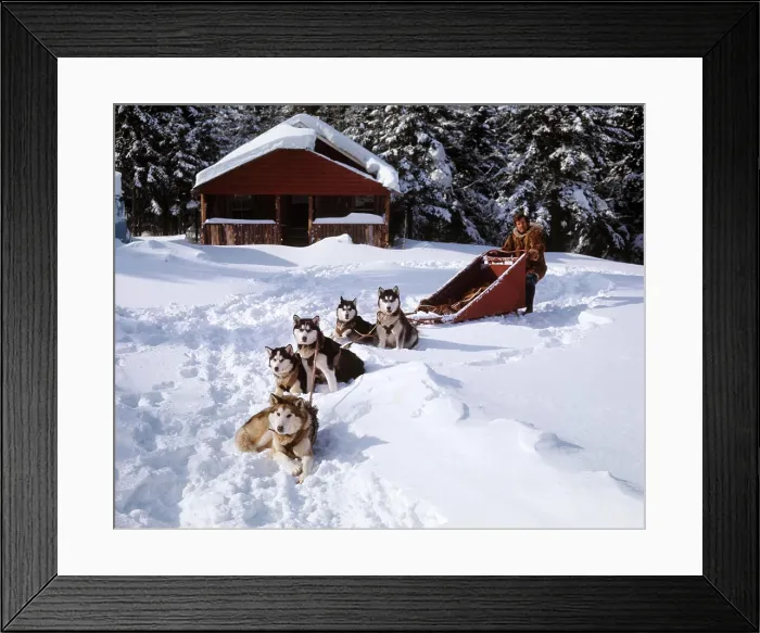 Framed Print : 1970s MAN A MUSHER CARGO DOG SLED 5 HUSKIES DOGS TEAM READY WAITING TO GO IN WINTER SNOW SKI CHALET BUILDING IN