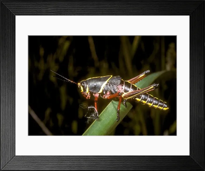 Framed Print : Immature Southeastern Lubber Grasshopper, Loxahatchee WR, Florida (Romalea microptera) Framed Print : Immature Southeastern Lubber Grasshopper, Loxahatchee WR, Florida (Romalea microptera)