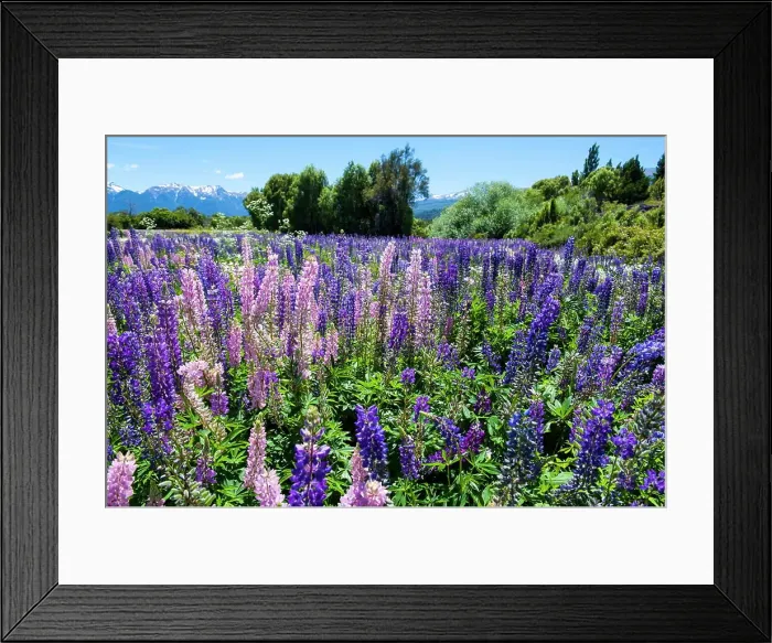 Framed Print : Blooming wild flowers, Los Alerces National Park, Chubut, Patagonia, Argentina, South America Framed Print : Blooming wild flowers, Los Alerces National Park, Chubut, Patagonia, Argentina, South America
