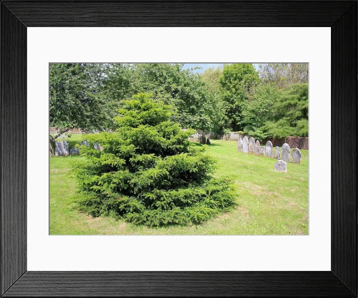 Framed Print : Common Yew (Taxus baccata) Millenium Yew Framed Print : Common Yew (Taxus baccata) Millenium Yew