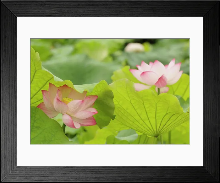 Framed Print : Lotus flower, Nelumbo nucifera, China Framed Print : Lotus flower, Nelumbo nucifera, China