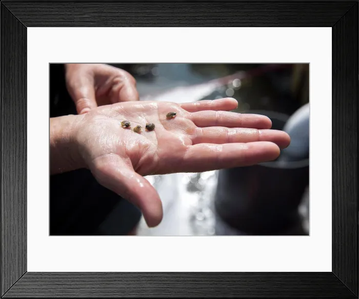 Framed Print : detail shot of baby clams on palm of hand