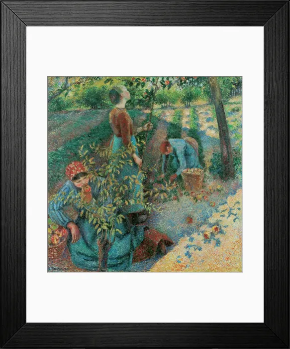 Framed Print : Apple Picking, Pissarro, Camille (1830-1903) Framed Print : Apple Picking, Pissarro, Camille (1830-1903)