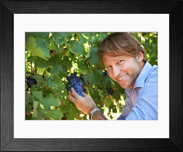 Framed Print : Winemaker, man and portrait with grapes in vineyard for harvest season Framed Print : Winemaker, man and portrait with grapes in vineyard for harvest season