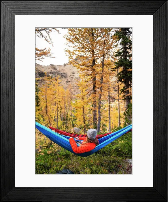 Framed Print : Female relaxing in a hammock in a forest of larches during autumn Framed Print : Female relaxing in a hammock in a forest of larches during autumn