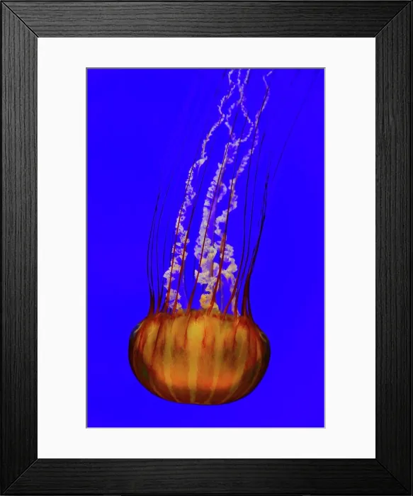 Framed Print : Jellyfish, or Atlantic Sea Nettle, in Aquarium Framed Print : Jellyfish, or Atlantic Sea Nettle, in Aquarium