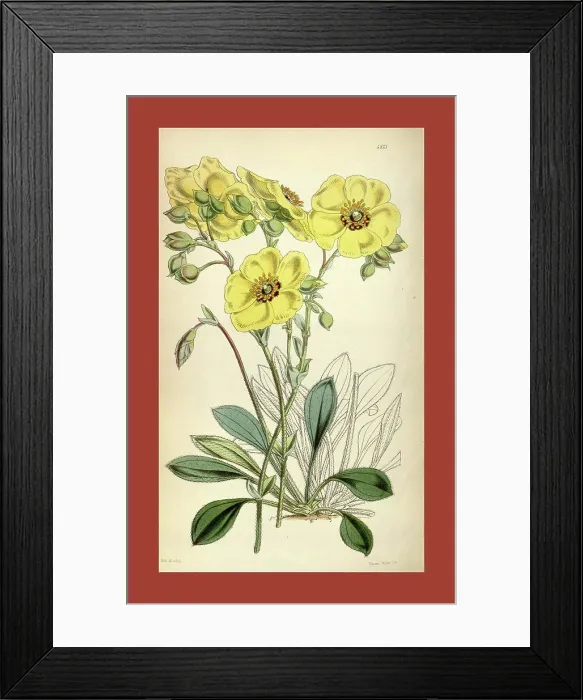 Framed Print : Botanical Print by Walter Hood Fitch 1817 - 1892 Framed Print : Botanical Print by Walter Hood Fitch 1817 - 1892