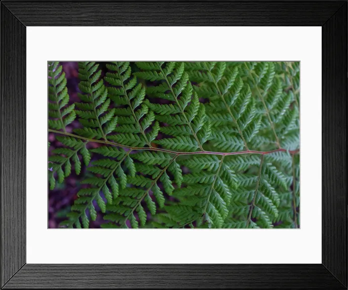 Framed Print : green big tropical leaf, tropical forest Framed Print : green big tropical leaf, tropical forest