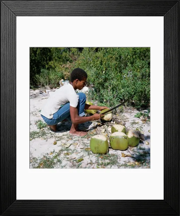 Framed Print : Side profile of a young man cutting coconuts, Barbuda Framed Print : Side profile of a young man cutting coconuts, Barbuda