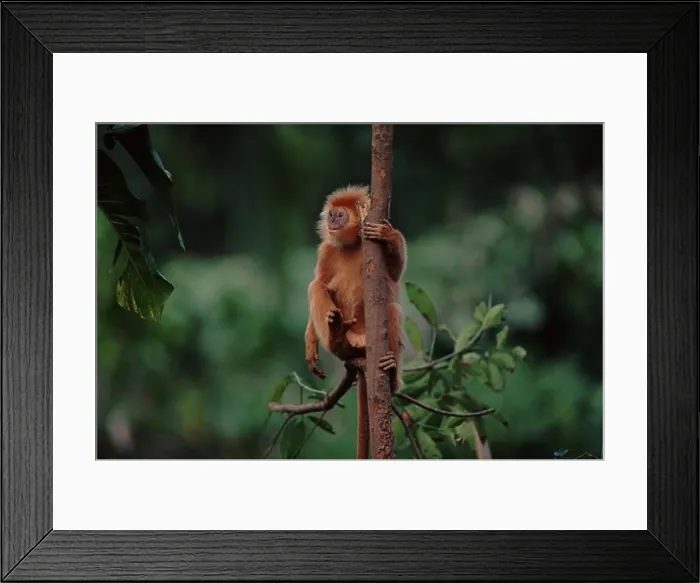 Framed Print : Ebony Langur climbing tree (Trachypithecus auratus) captive, native to Java, Indonesia Framed Print : Ebony Langur climbing tree (Trachypithecus auratus) captive, native to Java, Indonesia