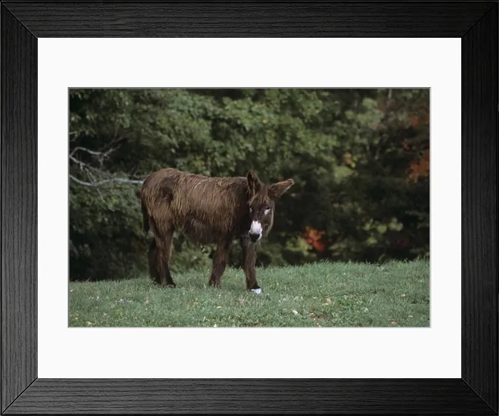 Framed Print : Poitou Donkey, rare Breed, VT