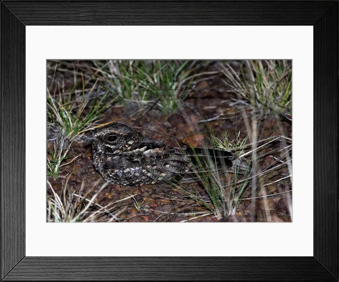 Framed Print : Rufous Nightjar (Caprimulgus rufus) adult, resting on ground at night, Rupununi, Guyana Framed Print : Rufous Nightjar (Caprimulgus rufus) adult, resting on ground at night, Rupununi, Guyana
