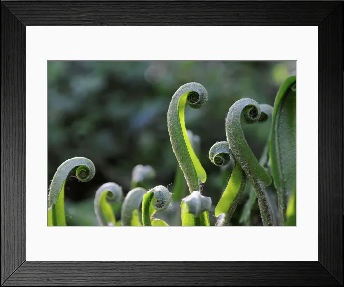 Framed Print : Hart's Tongue Fern crosiers Lorraine France Framed Print : Hart's Tongue Fern crosiers Lorraine France