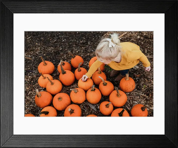 Framed Print : Young child picking small orange pumpkin from pumpkin patch Framed Print : Young child picking small orange pumpkin from pumpkin patch