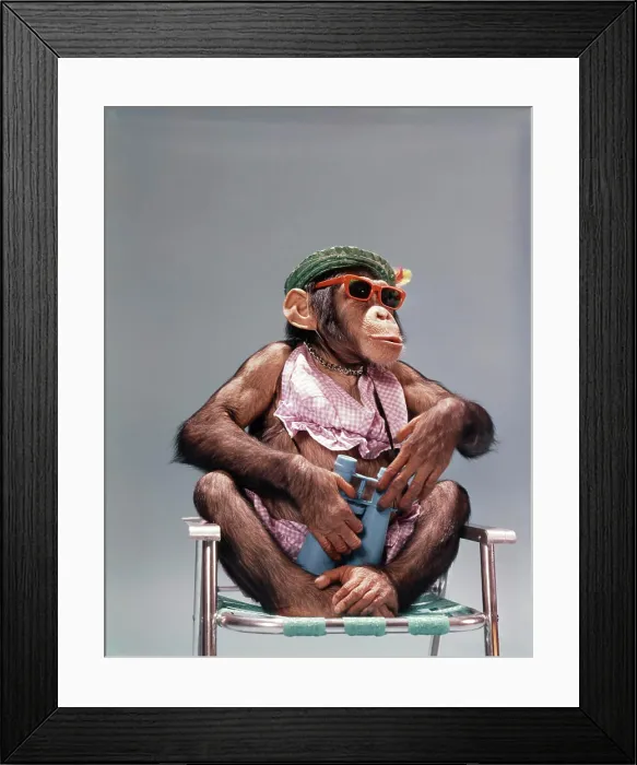 Framed Print : 1960S 1970'S Chimpanzee Wearing Summer Clothing And Sunglasses Sitting In Lawn Chair Holding Binoculars