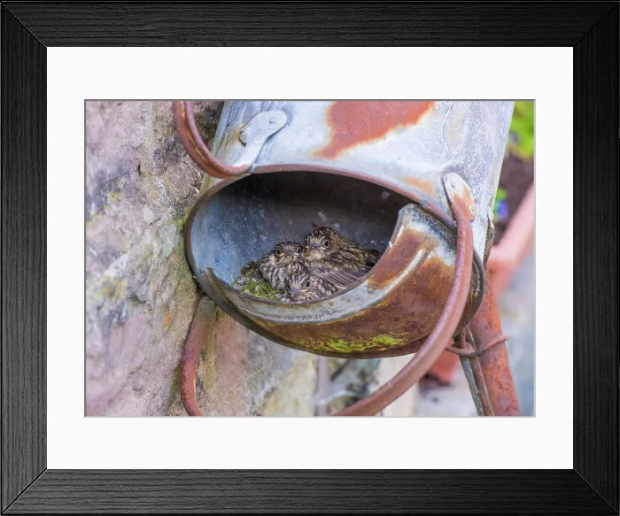 Framed Print : Spotted Flycatcher (Muscicapa striata) chicks Framed Print : Spotted Flycatcher (Muscicapa striata) chicks