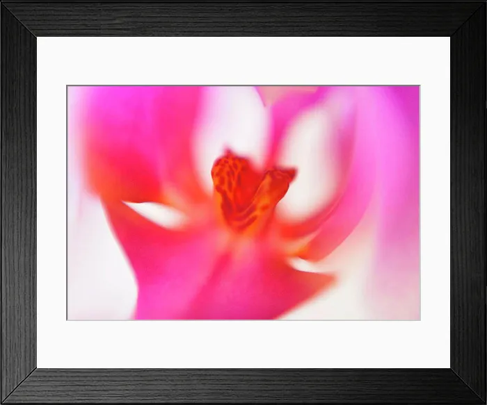 Framed Print : Macro shot of pink orchid Framed Print : Macro shot of pink orchid